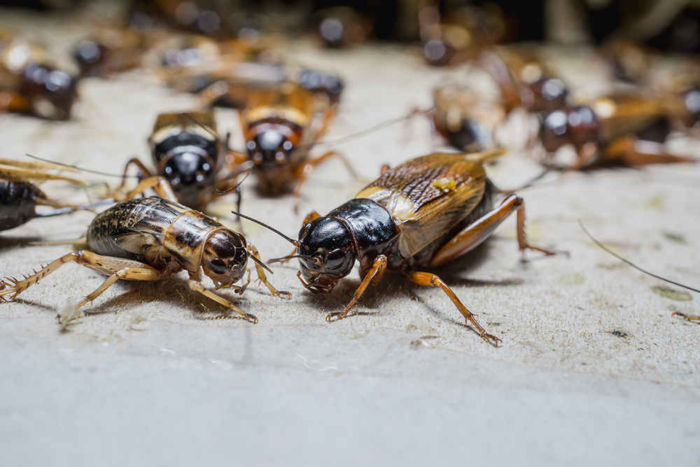Live crickets for fishing bait