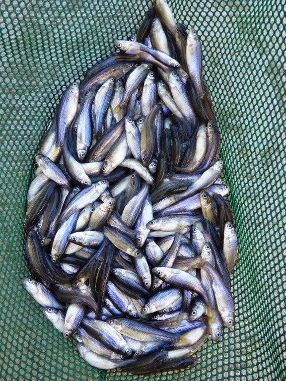 Live minnows for fishing bait